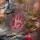 The Red Hand